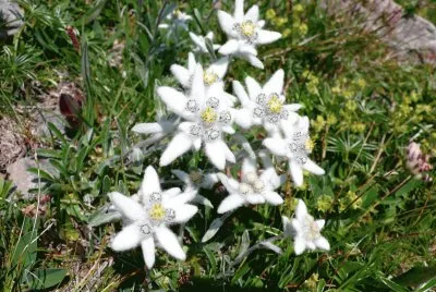 Edelweiss