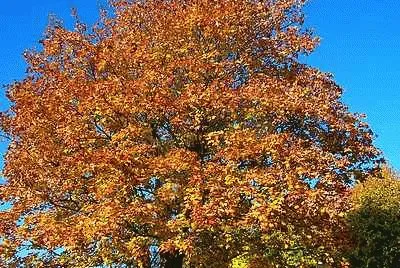 Autumn Gold