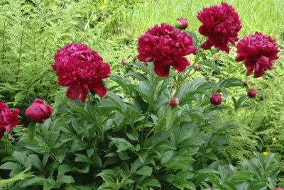 pivoines