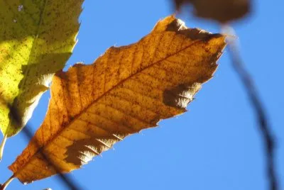 foglie di castagno