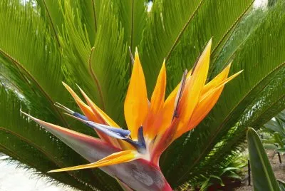 Strelitzia