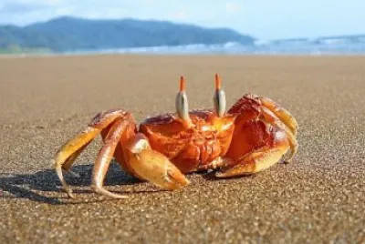 cangrejos