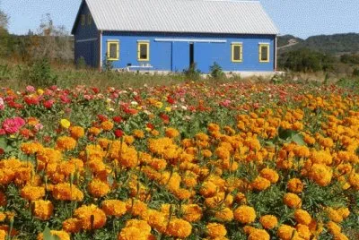 NATUREZA