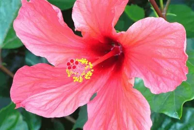 hibiskus