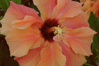hibiskus