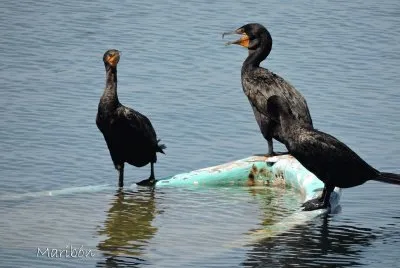 CormorÃ¡n. Residente permanente.