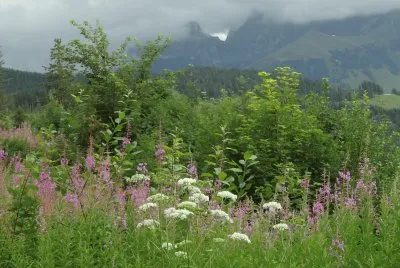 פאזל של Gantrischgebiet Berner Oberland