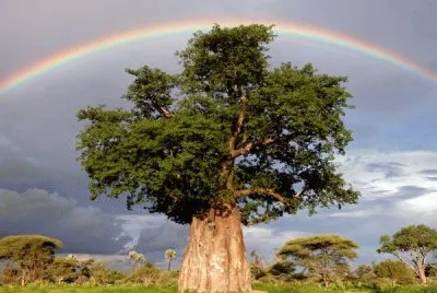 NATUREZA