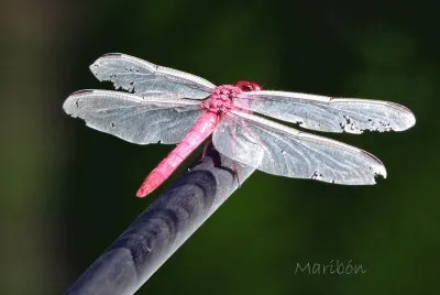 LibÃ©lula. Xpu Ha, Quintana Roo