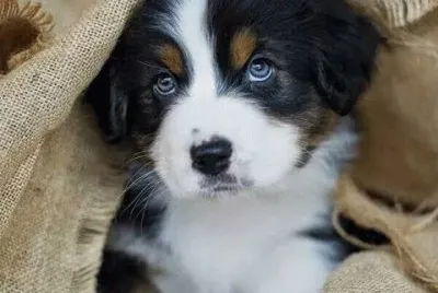(118) Filhote cachorro