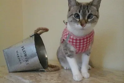 (120) Gatinho