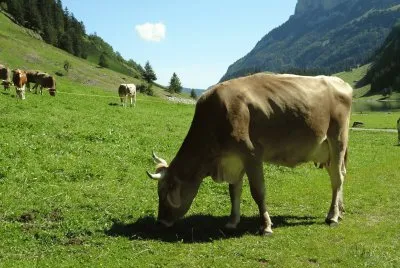 Am Seealpsee jigsaw puzzle