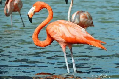 Flamingo. Residente Permanente