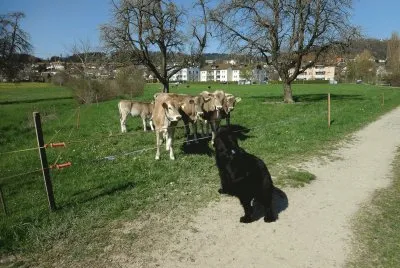 Im FÃ¼rstenland jigsaw puzzle