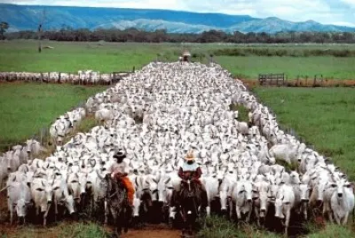 imagens