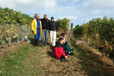 vendanges