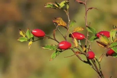 coccole di rosa