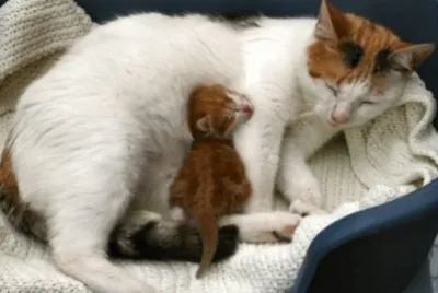 mom#227