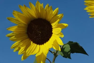 Sonnenblume jigsaw puzzle