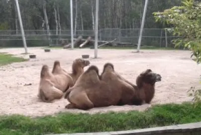 Camels Resting