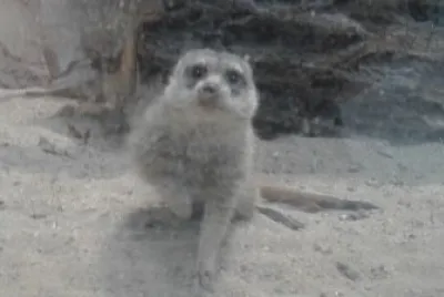 Prarie Dog