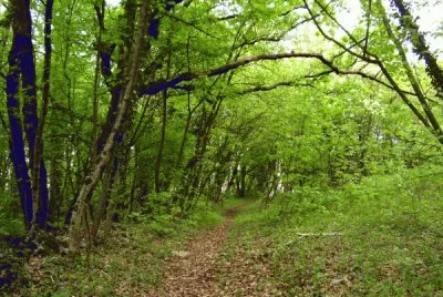 פאזל של Natura Verde