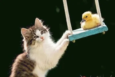 (122) Gatinho