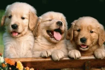 animales