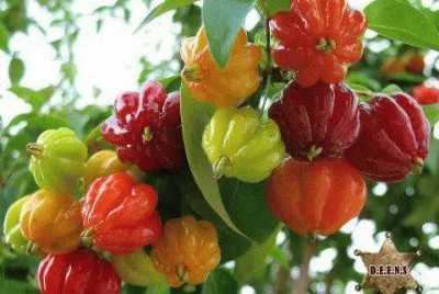 pitangas