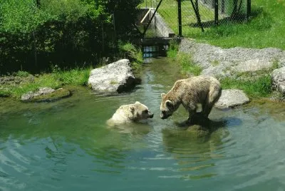 BÃ¤ren Tierpark Goldau jigsaw puzzle
