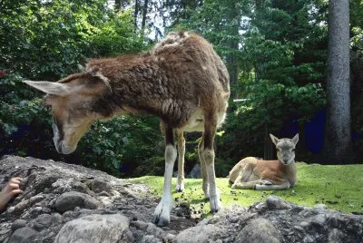 Tierpark Goldau jigsaw puzzle