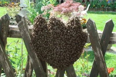 Bienenschwarm jigsaw puzzle