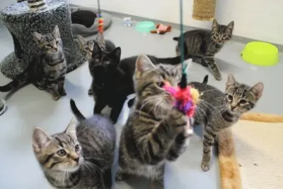 Cats