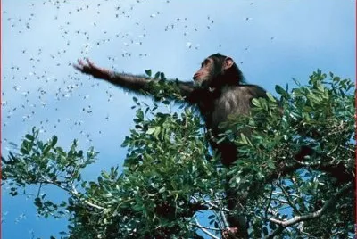 CHIMPANCE