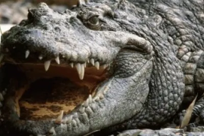 Alligator