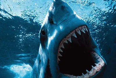 White Shark