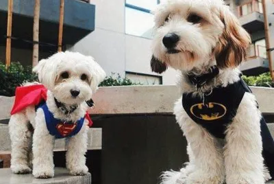(128) Cachorrinhos