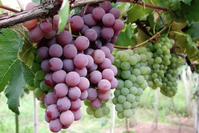 Uvas