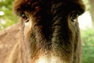 here 's looking at you