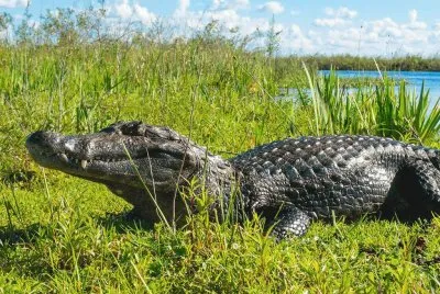 yacarÃ© del IberÃ¡