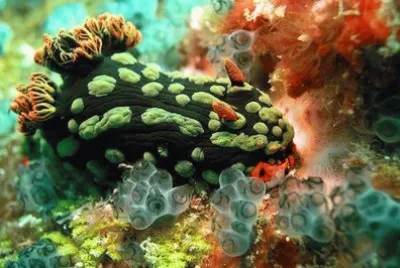 moluscos