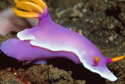 animal