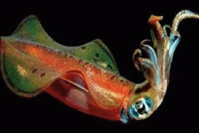moluscos