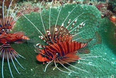 moluscos