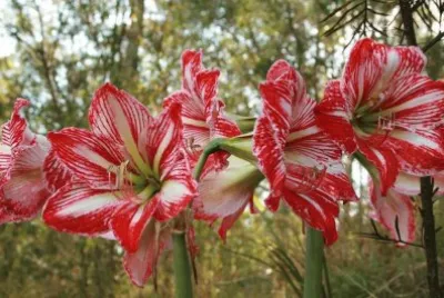 flor