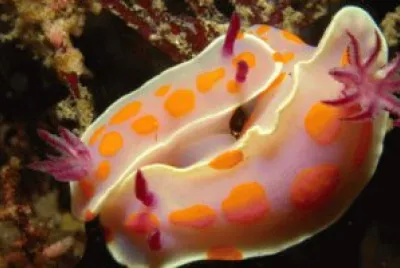 moluscos