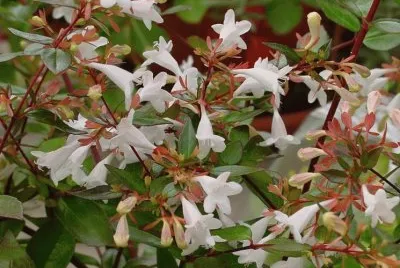 abelia