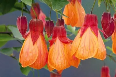 abutilon