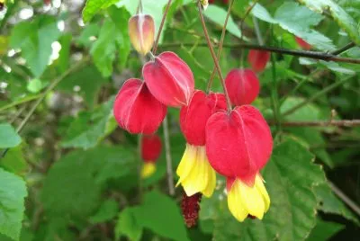 abutilon megapotamicum