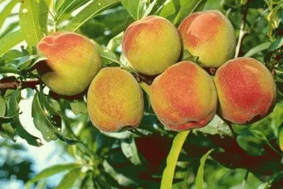 PÃªssegos